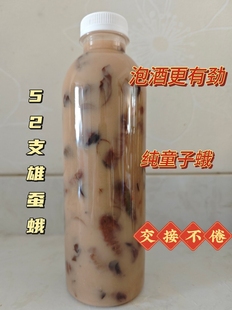 雄蚕蛾52支更有劲伸筋壮骨东北特产野生童子蛾未交尾泡酒料一瓶