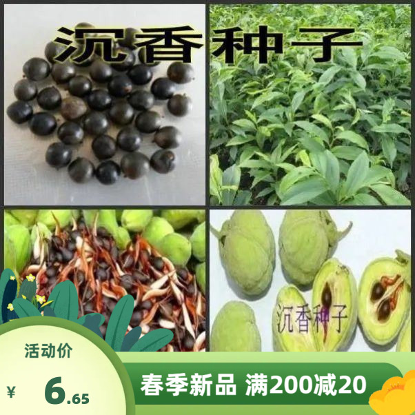 海南沉香木树种子名贵树种小叶紫檀种子奇楠黄花梨种子金丝楠木籽