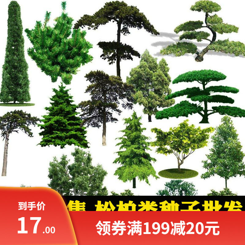 新货黑松湿地松印度雪松马尾松油松五针松罗汉松白皮松树松柏种子