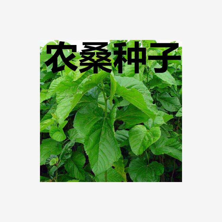 蛋白桑 饲料桑 大叶桑 蚕桑 农桑12号 14 果桑树 杂交桑种子包邮