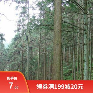 杉木种子 刺杉红心杉 速生云南杉木苗杉树林木种籽杉木籽四季可播