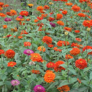 百日草种子四季易种室外庭院阳台百日菊花种籽花期长步步登高花种