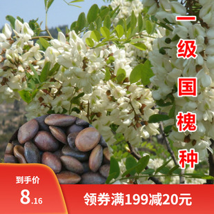 国槐种子去皮槐豆净种籽速生国槐树籽笨槐家槐树刺槐种子白花刺槐