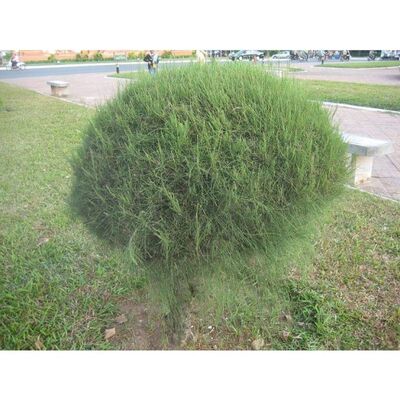 优质木麻黄种子千头木麻黄种子 常绿乔木种子 提供种植技术