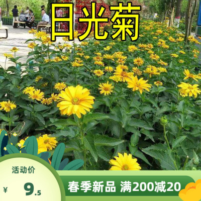 【日光菊种子】赛菊芋种多年生宿根草花种子庭院绿化观花草