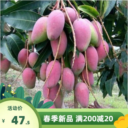 嫁接四季芒果苗贵妃芒苗金煌芒果苗树苗地栽盆栽特大果苗当年结果