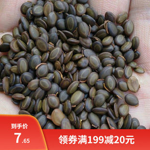 优质台湾相思树籽大叶柳相思树种子小叶相思马占相思树种子洋桂花