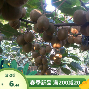 猕猴桃种子野生四季盆栽果树黄心红心猕猴桃种子农家果树种子种籽