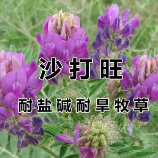 沙打旺种子 多年生牧草 四季绿肥 防沙固土护坡 耐寒耐旱盐碱草籽