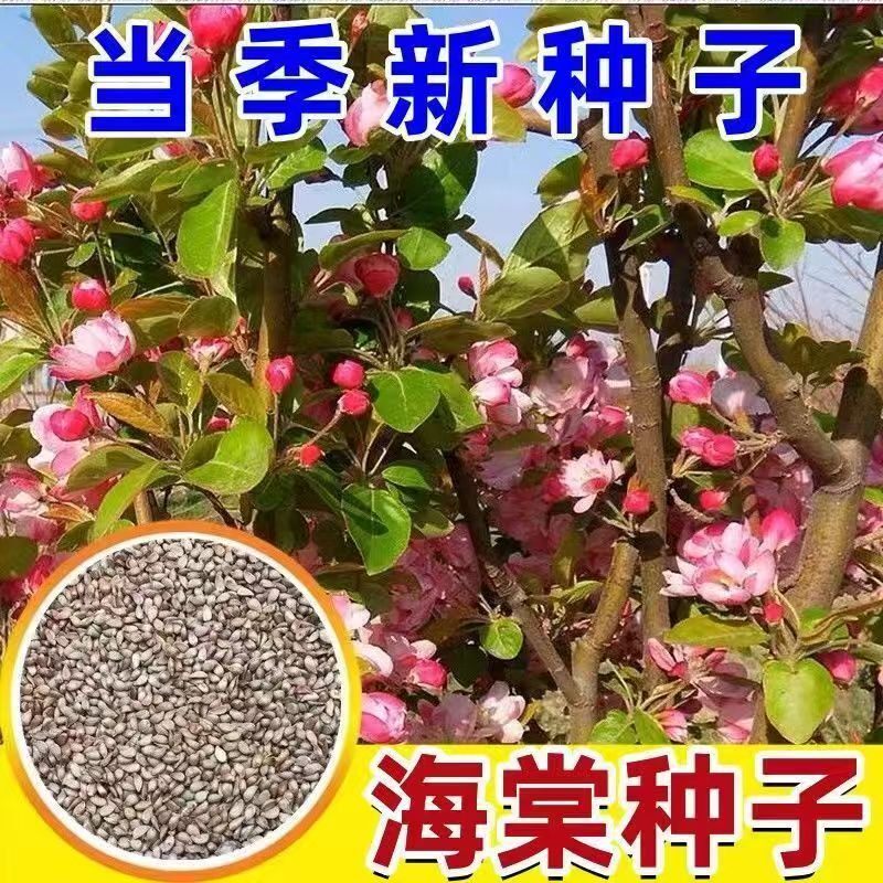 四季海棠花树种子西府海棠花庭院阳台耐寒多年生花卉植物垂丝海棠