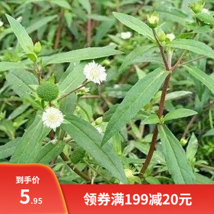 新采摘中药材 旱莲草种子 墨旱莲 鳢肠草 芨芨草 阳台盆栽 包邮