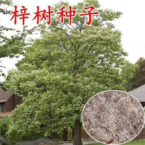 梓树种子花楸水桐河楸黄金树臭槐树梓实梓白皮林木行道路辛树种籽