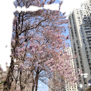 泡桐种子 泡桐树种子 白花泡桐种子 兰考泡桐树种子