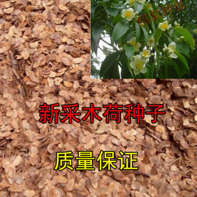 木荷种子林木种子木荷树种 荷木荷树种子园林绿化行道树种子
