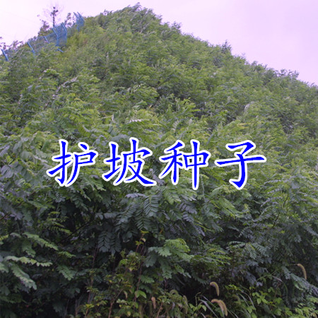 护坡灌木种子胡枝子紫穗槐多花木兰荆条猪屎豆刺槐银合欢护坡种籽