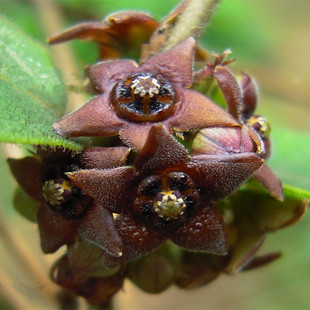 白薇种子中药材白龙须白马薇伸筋草庭院花卉草药盆栽中草药种籽