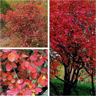 黄栌种子 红叶黄栌种子 红栌种子 黄道栌 香山黄栌树种子金叶黄卢