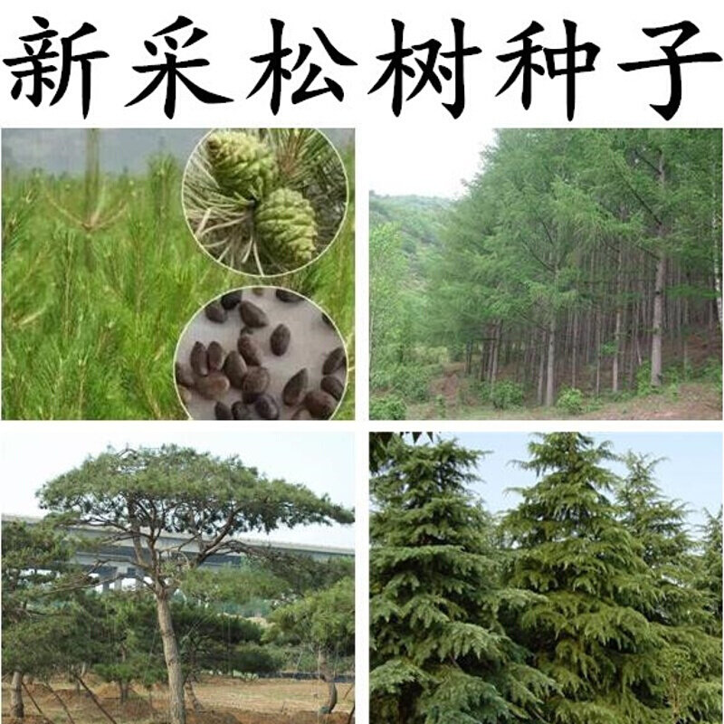 松树种子油松马尾松黑松雪松金钱松湿地松华山松白皮松五针松种子