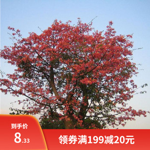 木棉花种子 美丽异木棉种子乔木种子南方行道树公园绿化苗木种籽
