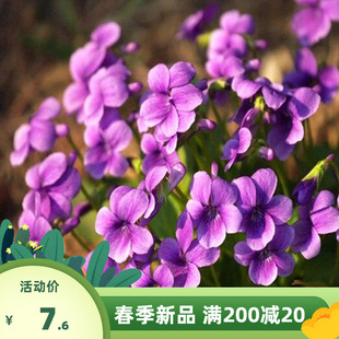 药材苦地丁种子紫花地丁草扁豆秧小鸡菜地丁草紫花地丁花卉可观赏
