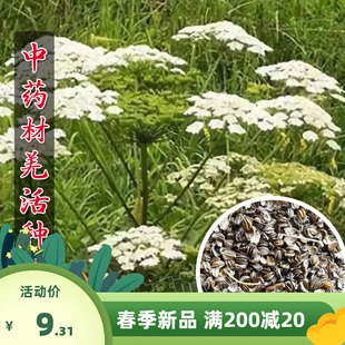 全新羌活种子 羌青 蚕羌 川羌 竹节羌 黑药 多年生耐寒中药材种子
