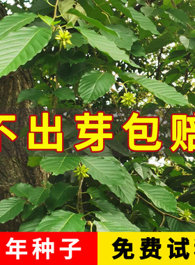 当年新采喜树种子又名千丈树耐旱造林种苗喜树种籽喜树小苗种植