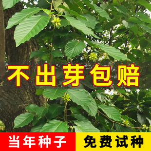 当年新采喜树种子又名千丈树耐旱造林种苗喜树种籽喜树小苗种植
