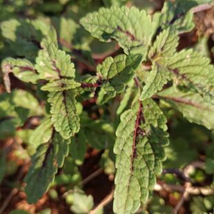 香薷种子香草小香茹小叶苏子野苏麻直立草本阳台室内室外庭院植物
