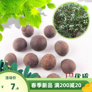 林木种子茶树种子白茶籽 铁观音茶树种子龙井茶树种子绿化苗木种