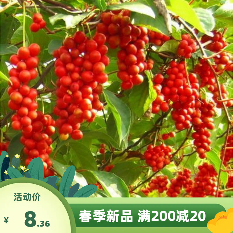 五味子种子中药材东北五味子种籽北方种植药用价值高盆栽四季易活