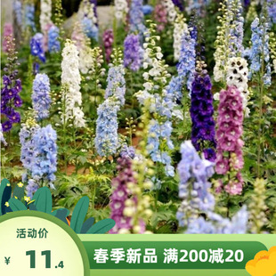 花卉种子大花飞燕草种子春播景观园林绿化多年生易活花海种子