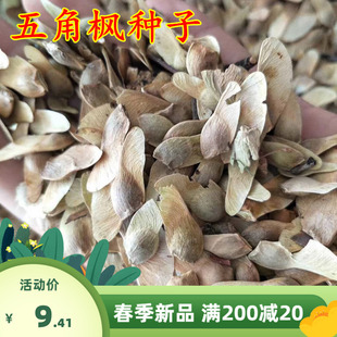 新采五角枫种子五角枫树籽绿化苗木树种子元宝枫种子元宝枫树种子