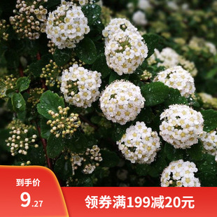 绣线菊种子抗旱抗寒花卉景观易播易种绿植庭院花海珍珠梅种籽包邮