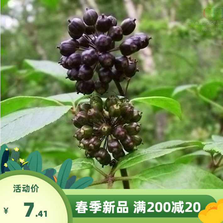中药材刺五加种子  五加皮 刺拐棒坎拐棒子老虎潦 榨油 制肥皂
