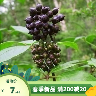 中药材刺五加种子  五加皮 刺拐棒坎拐棒子老虎潦 榨油 制肥皂