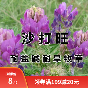 沙打旺种子 多年生牧草 四季绿肥 防沙固土护坡 耐寒耐旱盐碱草籽