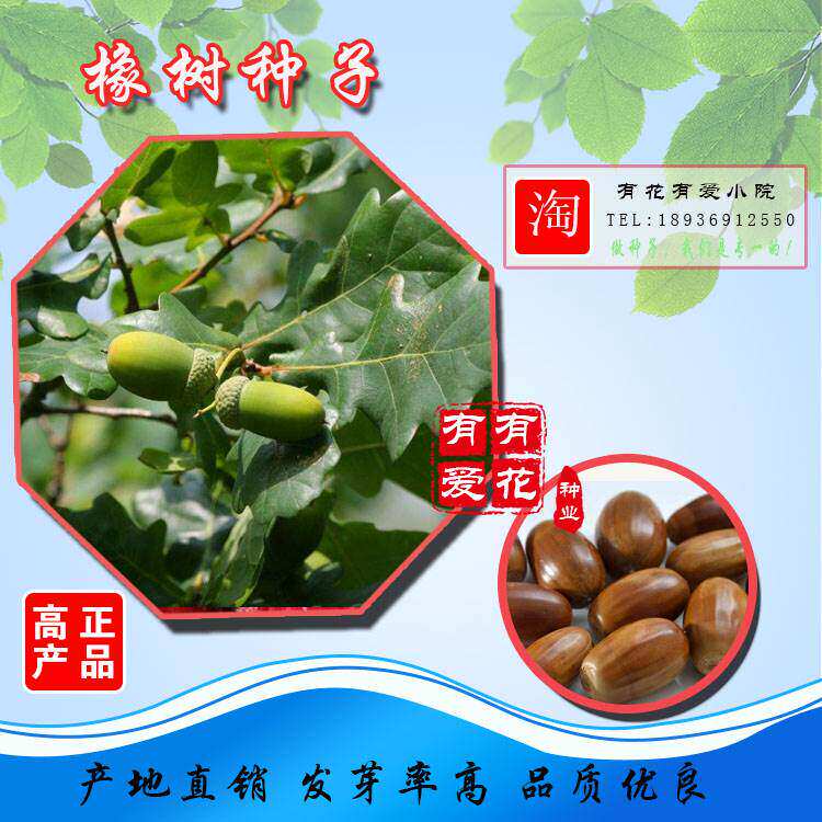 优质林木种子 橡树种子 新采苗木种子 栎树种子 栗茧 蒙古栎