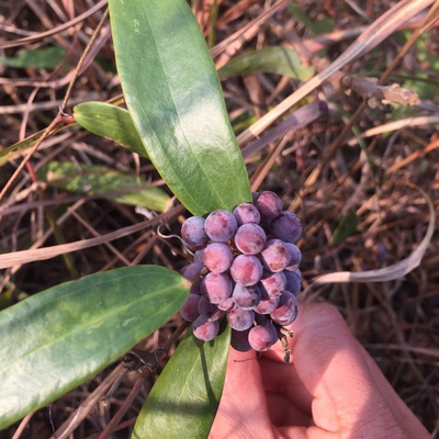 野生土茯苓种子 土茯苓苗 盆栽地栽红土苓硬饭头药材种子茯苓种籽