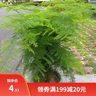 文竹种子观叶植物耐阴耐寒喜暖阳台室内外四季盆栽花卉种籽易活