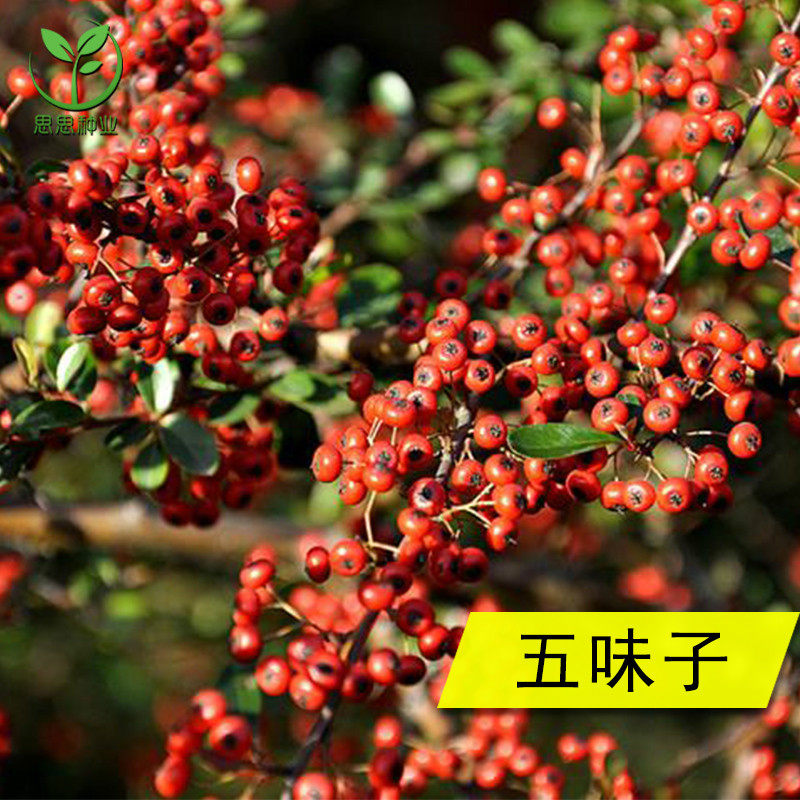 药材种子 五味子种子 玄及会及五梅子山花椒种子壮味五味籽种子