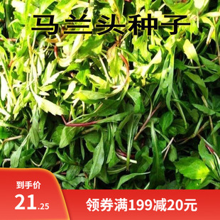 野生马兰头种子食用野菜四季播种易种鸡儿菜马兰菜籽蔬菜种子包邮