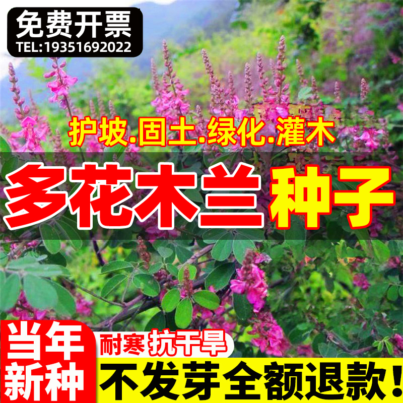多花木兰种子荒山复绿灌