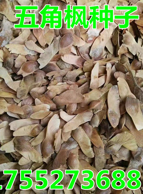 五角枫种子 三角枫种子 元宝枫 青枫种子 五角枫树种子元宝枫树籽