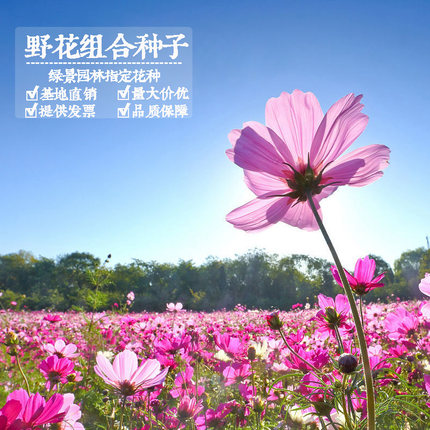 波斯菊花种子格桑花种籽子四季开花易活花籽庭院室外花卉野花组合