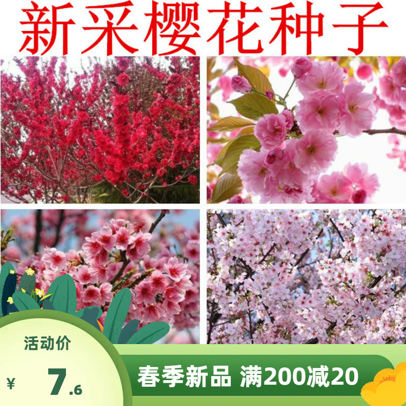 樱花种子 日本樱花籽 树种子 樱桃种子山樱花种子 林木花卉种子