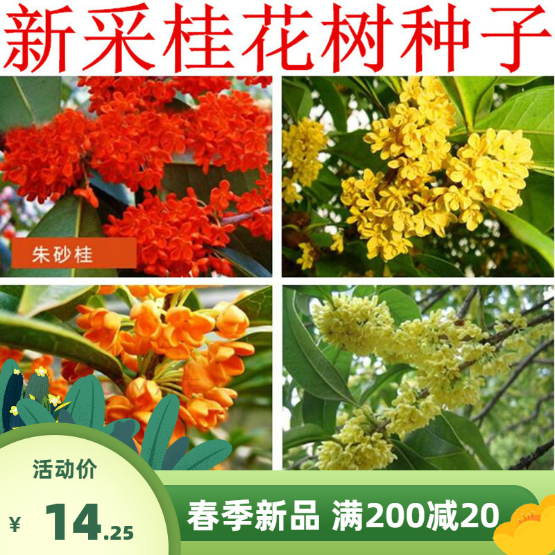 沙藏桂花种子 金桂丹桂种子沉香桂四季桂八月桂花籽 朱砂桂树种子