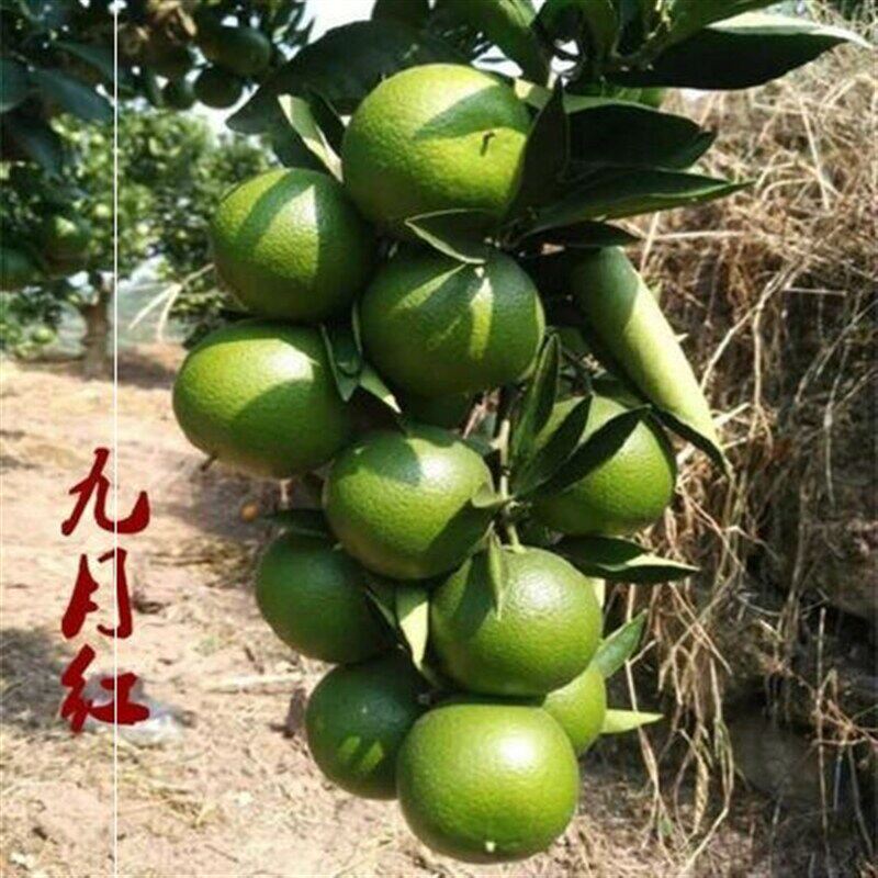 嫁接九月红橙脐橙苗 盆栽地栽脐橙树苗 甜橙苗当年结果橙子果树苗