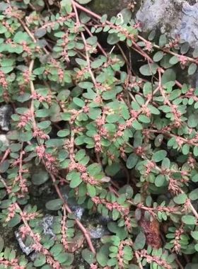 斑地锦草种子中药斑地锦血筋草草血竭血见愁铺地锦蜈蚣草莲子草籽