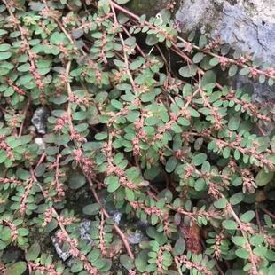 斑地锦草种子中药斑地锦血筋草草血竭血见愁铺地锦蜈蚣草莲子草籽