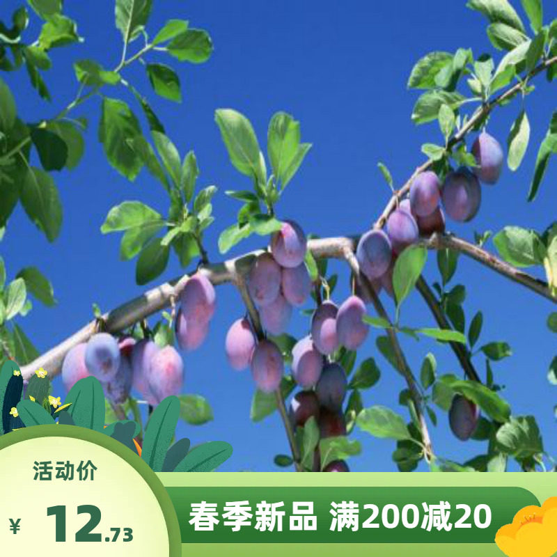 出售果树籽乌梅种子乌梅树梅实黑梅熏梅桔梅肉四季可播